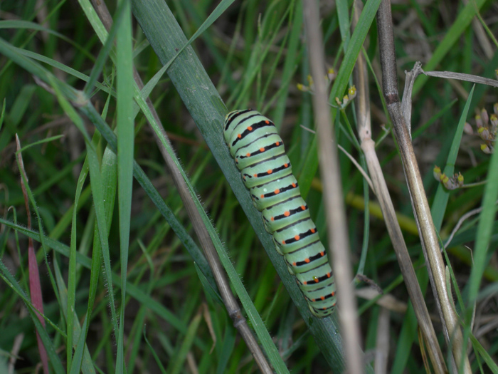 Bruco di Papilio machaon